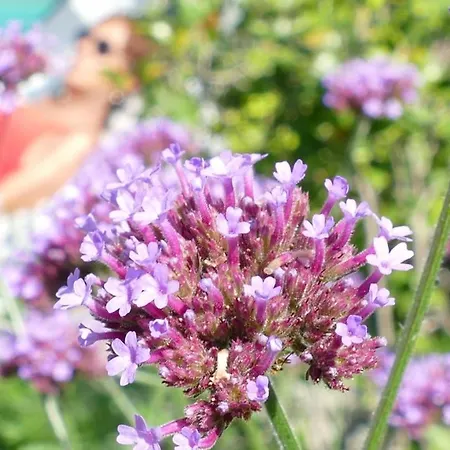 White Lilac Romantic - Adults Only